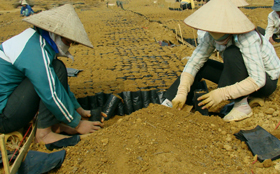 Nông dân các xã vùng cao huyện Lạc Sơn ươm cây giống phục vụ trồng rừng kinh tế năm 2010.